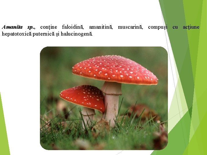 Amanita sp. , conţine faloidină, amanitină, muscarină, compuşi cu acţiune hepatotoxică puternică şi halucinogenă.