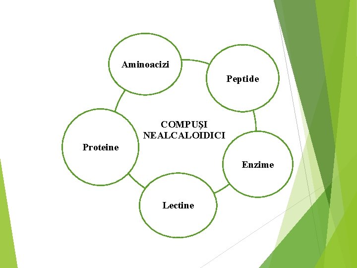 Aminoacizi Peptide COMPUŞI NEALCALOIDICI Proteine Enzime Lectine 