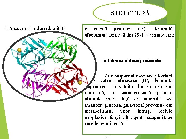 STRUCTURĂ 1, 2 sau mai multe subunităţi o catenă proteică (A), denumită efectomer, formată