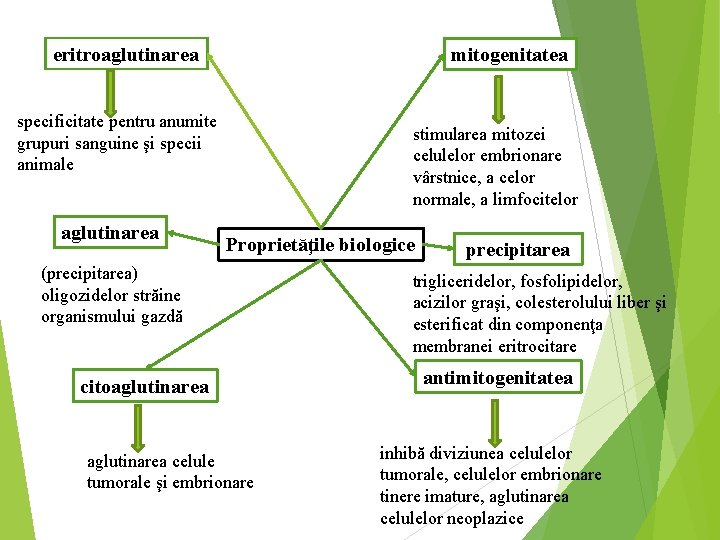 eritroaglutinarea mitogenitatea specificitate pentru anumite grupuri sanguine şi specii animale aglutinarea stimularea mitozei celulelor