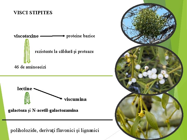 VISCI STIPITES viscotoxine proteine bazice rezistente la căldură şi proteaze 46 de aminoacizi lectine
