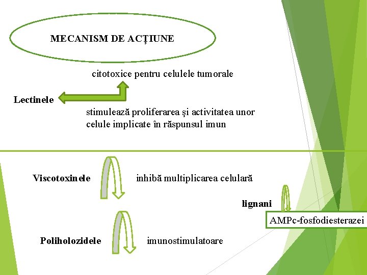 MECANISM DE ACȚIUNE citotoxice pentru celulele tumorale Lectinele stimulează proliferarea şi activitatea unor celule