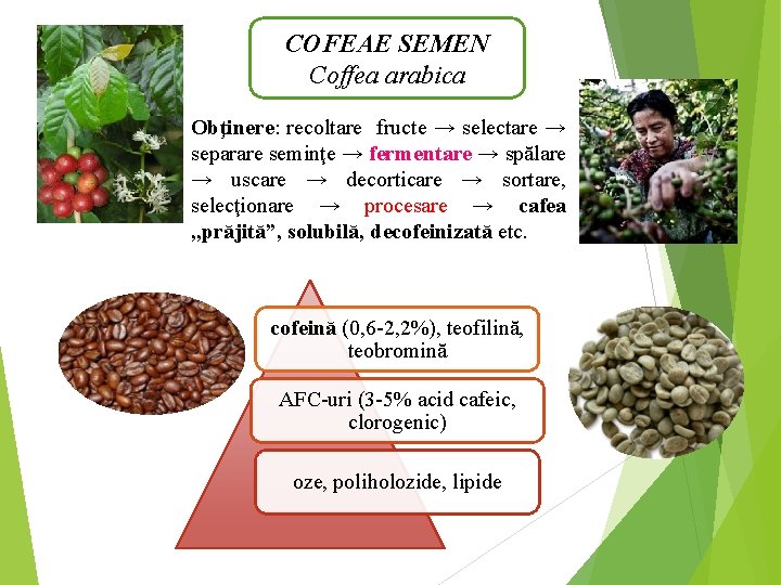 COFEAE SEMEN Coffea arabica Obţinere: recoltare fructe → selectare → separare seminţe → fermentare
