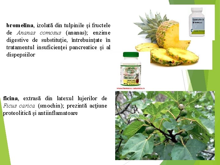 bromelina, izolată din tulpinile şi fructele de Ananas comosus (ananas); enzime digestive de substituţie,