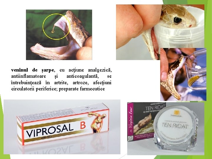 veninul de șarpe, cu acţiune analgezică, antiinflamatoare şi anticoagulantă, se întrebuinţează în artrite, artroze,