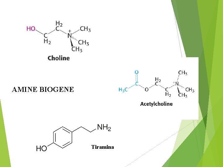 AMINE BIOGENE Tiramina 