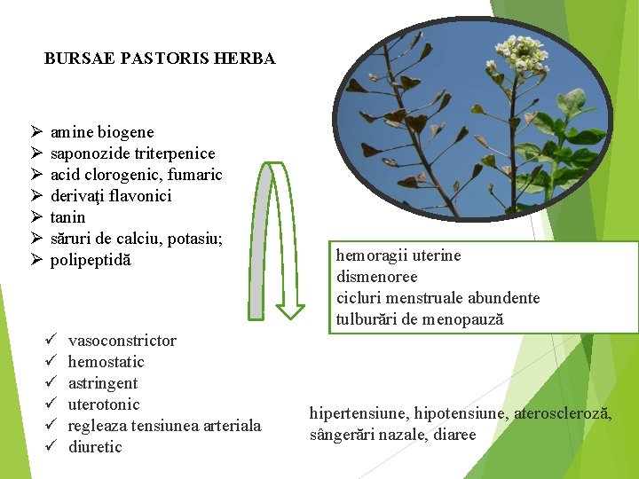 BURSAE PASTORIS HERBA Ø Ø Ø Ø amine biogene saponozide triterpenice acid clorogenic, fumaric