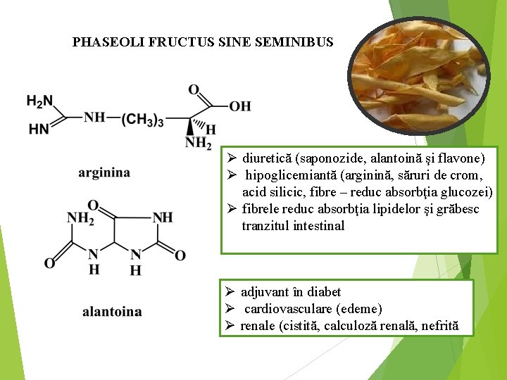 PHASEOLI FRUCTUS SINE SEMINIBUS Ø diuretică (saponozide, alantoină şi flavone) Ø hipoglicemiantă (arginină, săruri