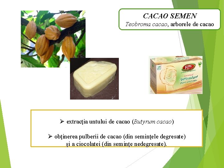 CACAO SEMEN Teobroma cacao, arborele de cacao Ø extracţia untului de cacao (Butyrum cacao)
