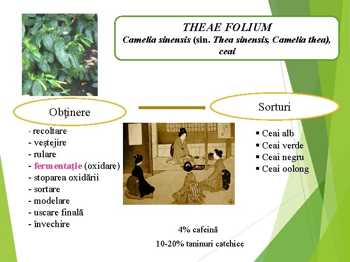 THEAE FOLIUM Camelia sinensis (sin. Thea sinensis, Camelia thea), ceai Sorturi Obţinere - recoltare