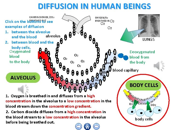 DIFFUSION IN HUMAN BEINGS CARBON DIOXIDE /CO 2 BREATHED OUT OXYGEN/O 2 BREATHED IN