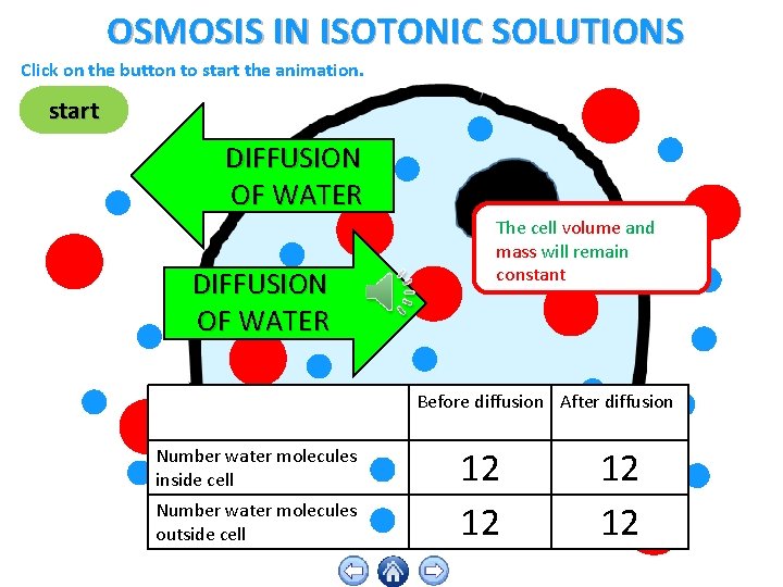 OSMOSIS IN ISOTONIC SOLUTIONS Click on the button to start the animation. start DIFFUSION