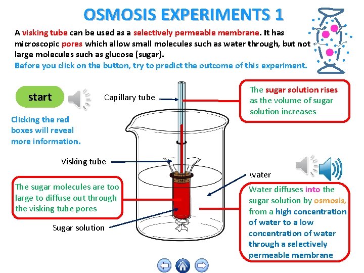 OSMOSIS EXPERIMENTS 1 A visking tube can be used as a selectively permeable membrane.