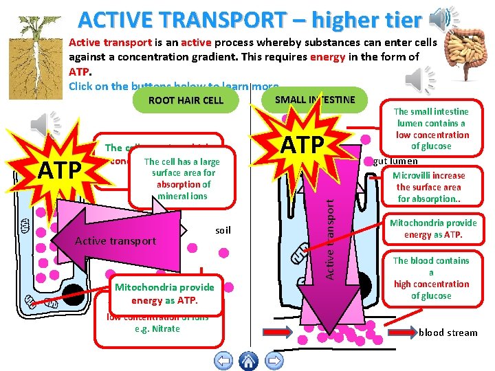 ACTIVE TRANSPORT – higher tier Active transport is an active process whereby substances can