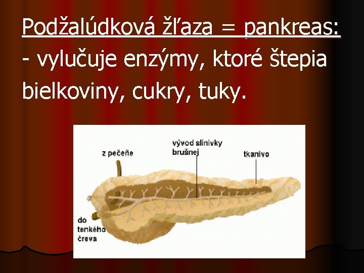 Podžalúdková žľaza = pankreas: - vylučuje enzýmy, ktoré štepia bielkoviny, cukry, tuky. 