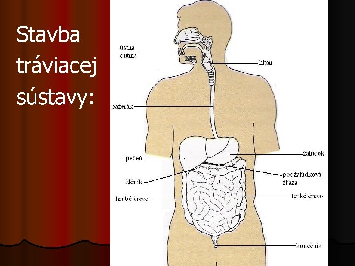 Stavba tráviacej sústavy: 