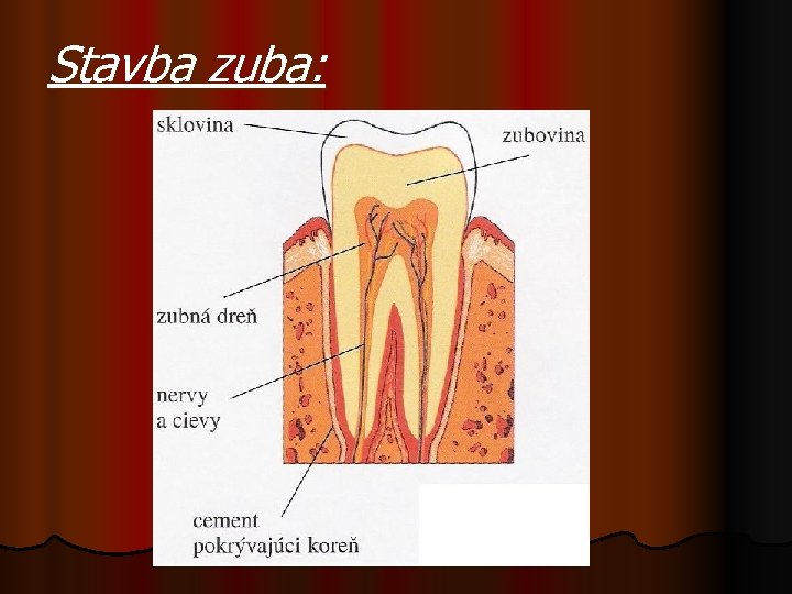 Stavba zuba: 