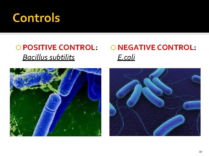 Controls POSITIVE CONTROL: Bacillus subtilits NEGATIVE CONTROL: E. coli 10 