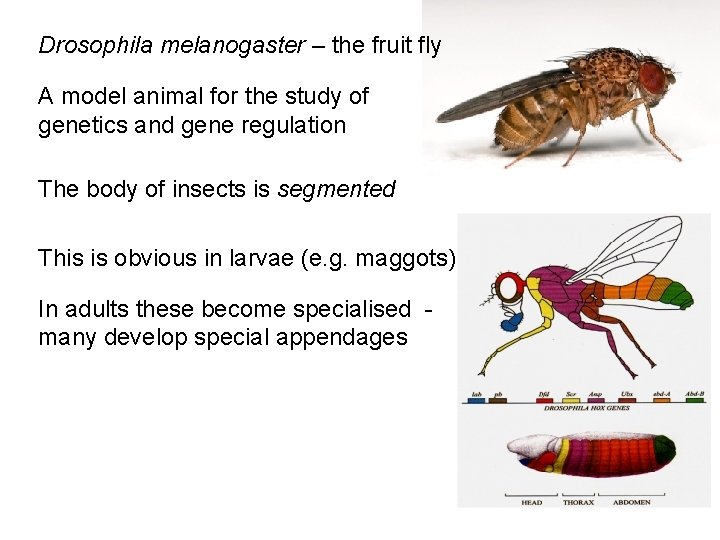 Drosophila melanogaster – the fruit fly A model animal for the study of genetics