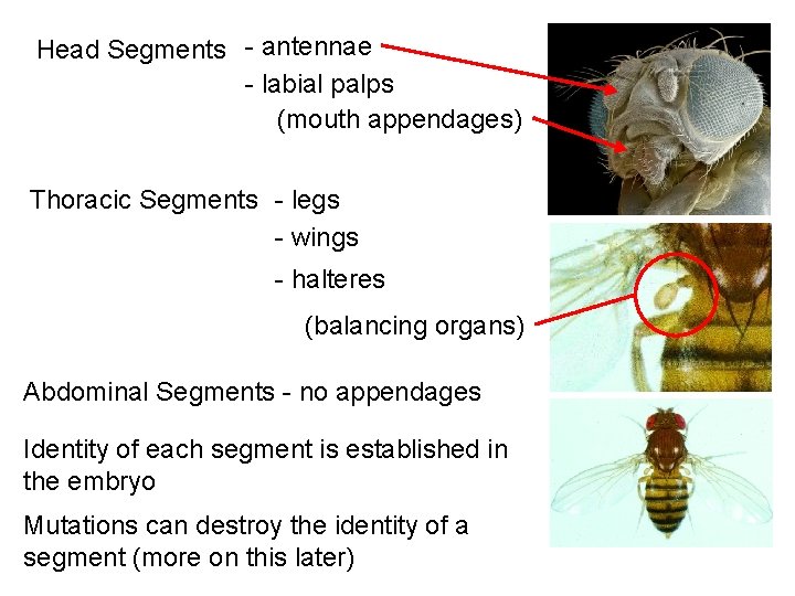 Head Segments - antennae - labial palps (mouth appendages) Thoracic Segments - legs -