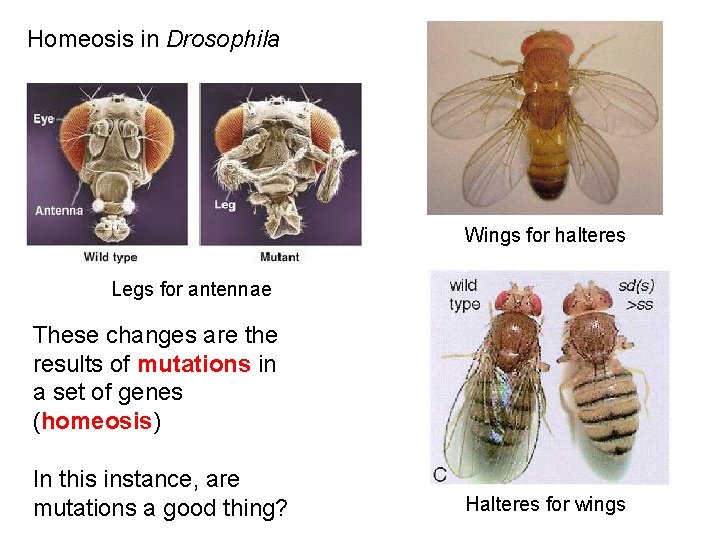 Homeosis in Drosophila Wings for halteres Legs for antennae These changes are the results