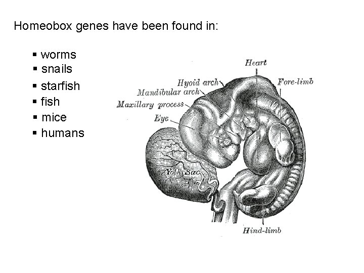 Homeobox genes have been found in: § worms § snails § starfish § mice
