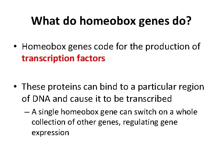 What do homeobox genes do? • Homeobox genes code for the production of transcription