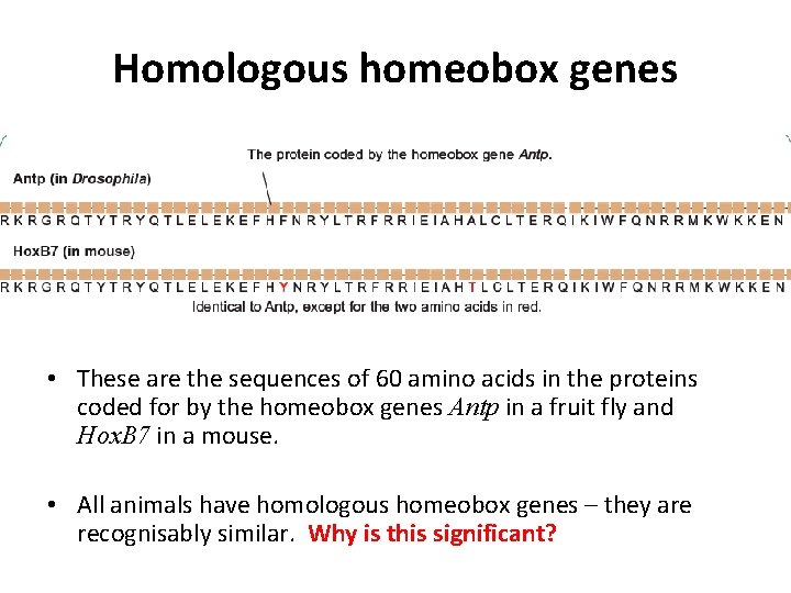 Homologous homeobox genes • These are the sequences of 60 amino acids in the