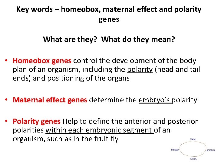 Key words – homeobox, maternal effect and polarity genes What are they? What do