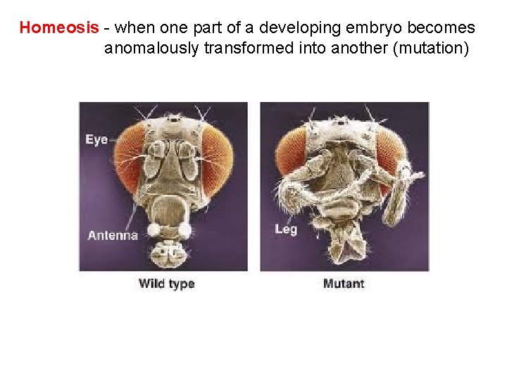 Homeosis - when one part of a developing embryo becomes anomalously transformed into another