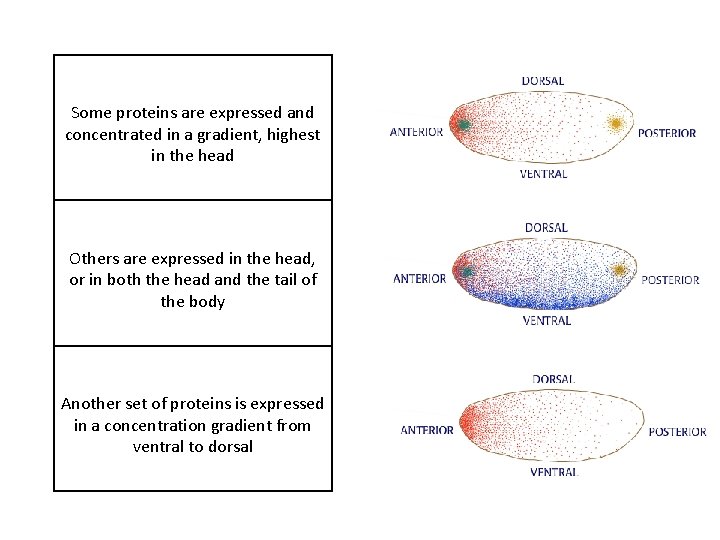 Some proteins are expressed and concentrated in a gradient, highest in the head Others