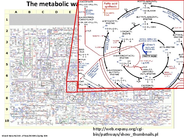The metabolic wall chart… Edward Marcotte/Univ. of Texas/BCH 391 L/Spring 2015 http: //web. expasy.