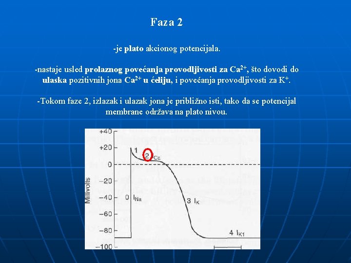 Faza 2 -je plato akcionog potencijala. -nastaje usled prolaznog povećanja provodljivosti za Ca 2+,