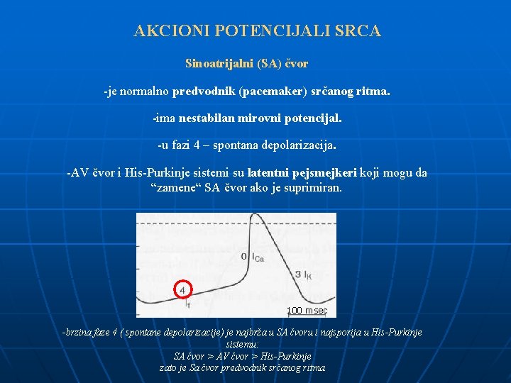 AKCIONI POTENCIJALI SRCA Sinoatrijalni (SA) čvor -je normalno predvodnik (pacemaker) srčanog ritma. -ima nestabilan