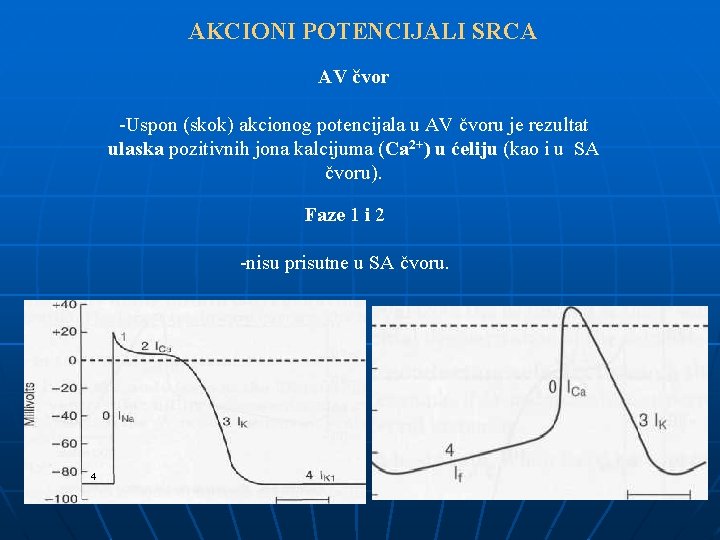 AKCIONI POTENCIJALI SRCA AV čvor -Uspon (skok) akcionog potencijala u AV čvoru je rezultat