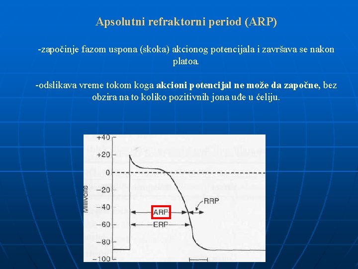 Apsolutni refraktorni period (ARP) -započinje fazom uspona (skoka) akcionog potencijala i završava se nakon