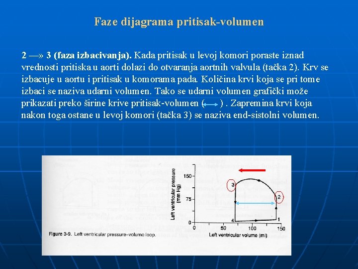 Faze dijagrama pritisak-volumen 2 —» 3 (faza izbacivanja). Kada pritisak u levoj komori poraste