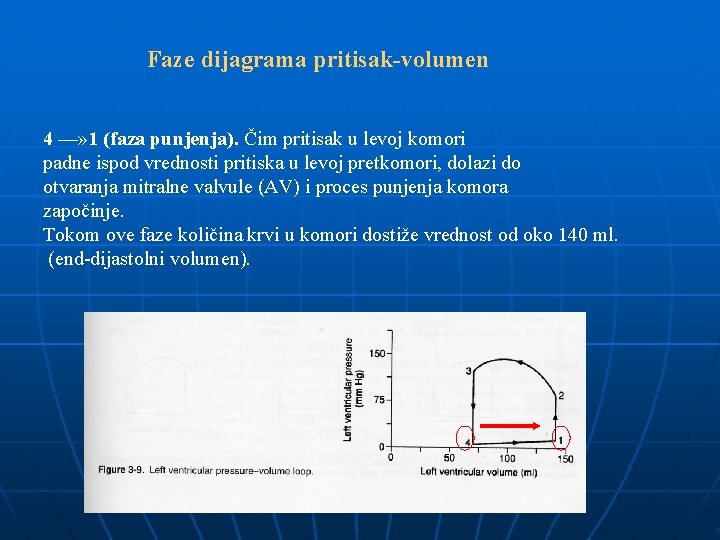 Faze dijagrama pritisak-volumen 4 —» 1 (faza punjenja). Čim pritisak u levoj komori padne