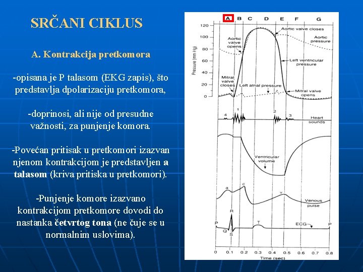 SRČANI CIKLUS A. Kontrakcija pretkomora -opisana je P talasom (EKG zapis), što predstavlja dpolarizaciju