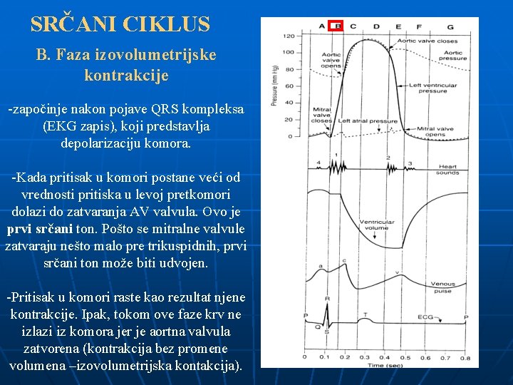 SRČANI CIKLUS B. Faza izovolumetrijske kontrakcije -započinje nakon pojave QRS kompleksa (EKG zapis), koji