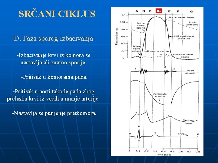 SRČANI CIKLUS D. Faza sporog izbacivanja -Izbacivanje krvi iz komora se nastavlja ali znatno