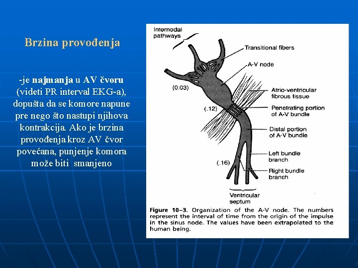 Brzina provođenja -je najmanja u AV čvoru (videti PR interval EKG-a), dopušta da se