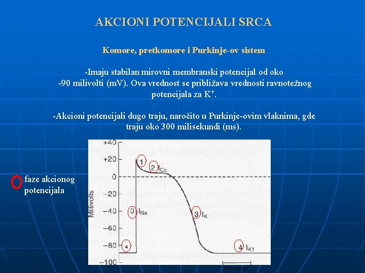 AKCIONI POTENCIJALI SRCA Komore, pretkomore i Purkinje-ov sistem -Imaju stabilan mirovni membranski potencijal od