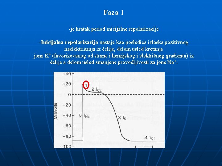 Faza 1 -je kratak period inicijalne repolarizacije -Inicijalna repolarizacija nastaje kao posledica izlaska pozitivnog