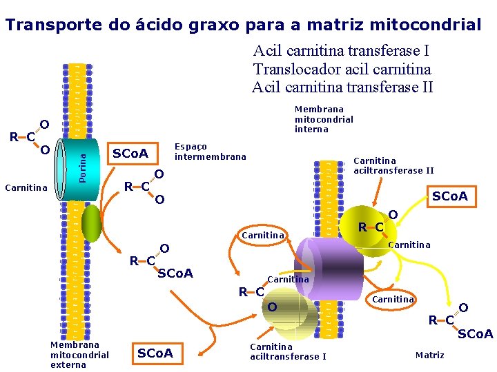 Transporte do ácido graxo para a matriz mitocondrial Acil carnitina transferase I Translocador acil