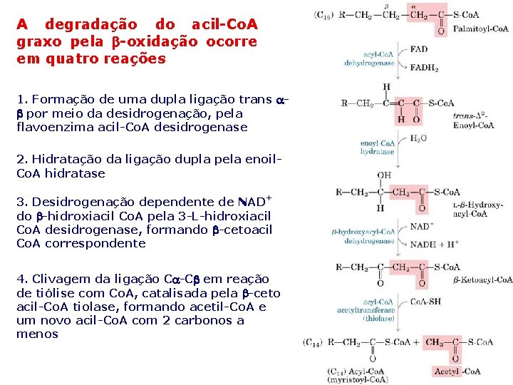 A degradação do acil-Co. A graxo pela -oxidação ocorre em quatro reações 1. Formação