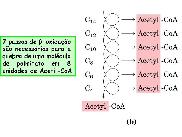 7 passos de -oxidação são necessários para a quebra de uma molécula de palmitato
