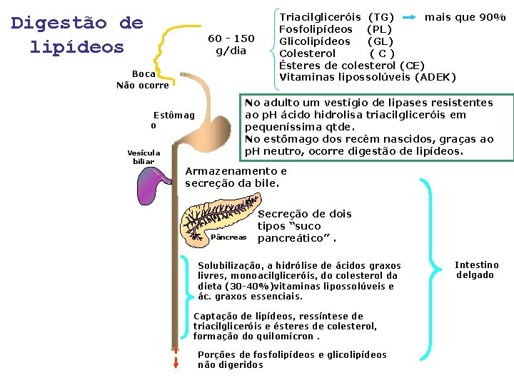 Digestão de lipídeos 60 - 150 g/dia Boca Não ocorre Estômag o Vesícula biliar