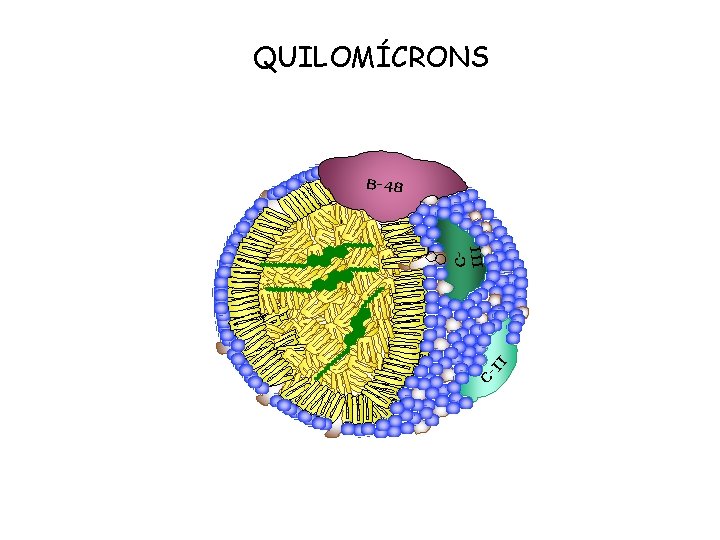 QUILOMÍCRONS C- II CIII B-48 