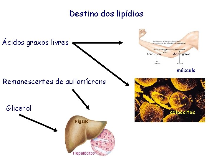 Destino dos lipídios Ácidos graxos livres Acetil-Coa Ácido graxo músculo Remanescentes de quilomícrons Glicerol